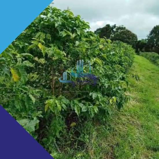 fazenda-venda-sao-franciso-de-paula-minas-gerais-1081420