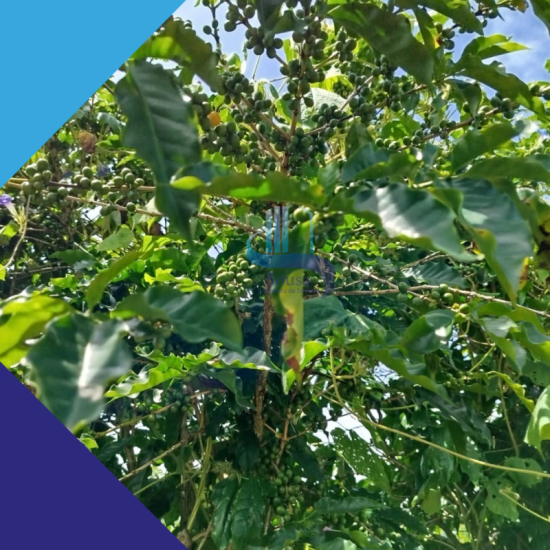 fazenda-venda-sao-franciso-mg-983680