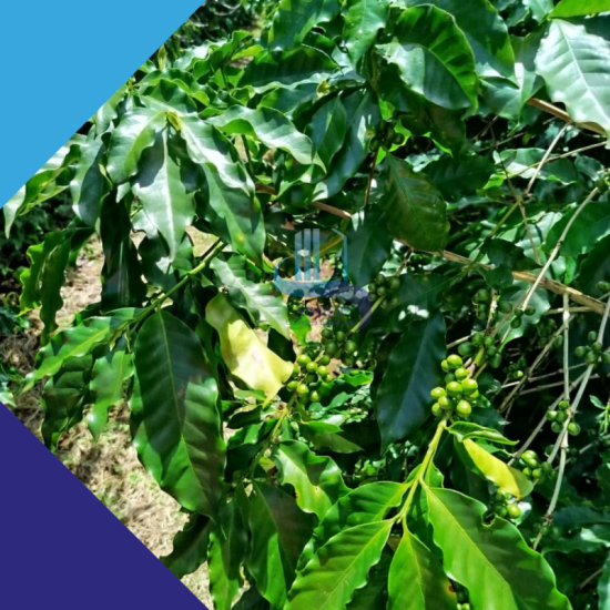 fazenda-venda-sao-franciso-mg-983681