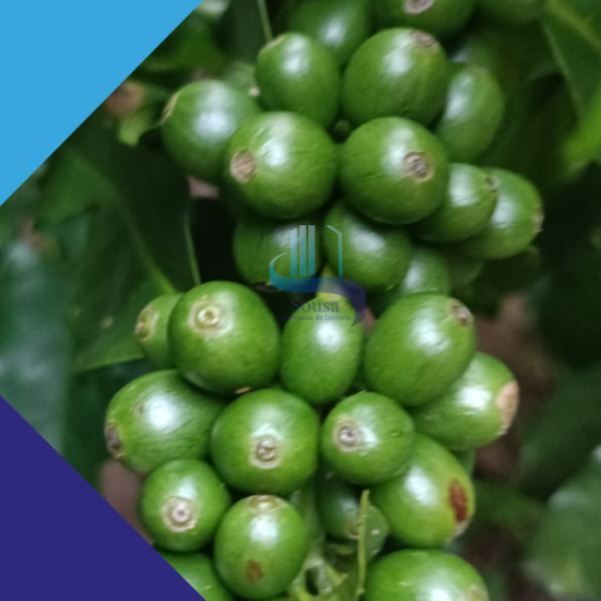 fazenda-venda-sao-franciso-mg-983683