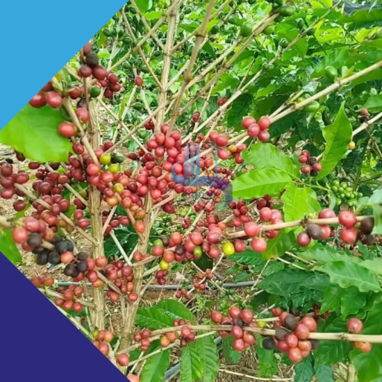 fazenda-venda-sao-franciso-mg-983685
